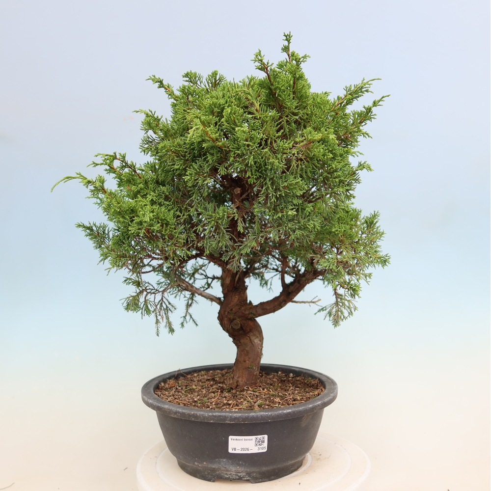 Bonsai voor buiten - Juniperus chinensis Itoigawa-Juniperus chinensis