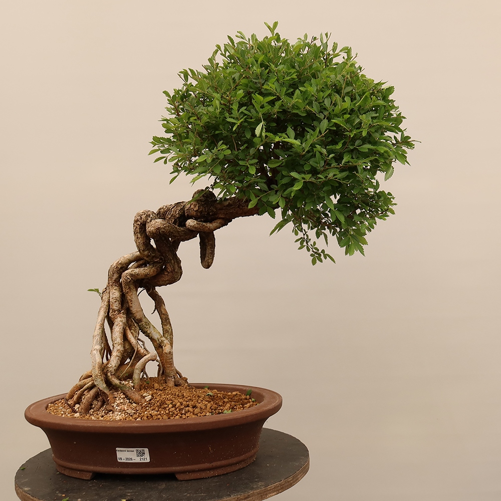 Bonsai voor buiten - Zelkova - Zelkova NIRE