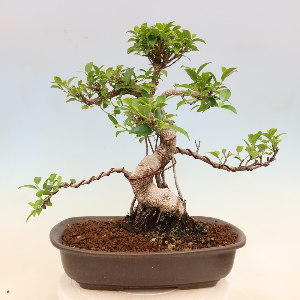 Kamerbonsai - Ficus kimmen - kleinbladige ficus