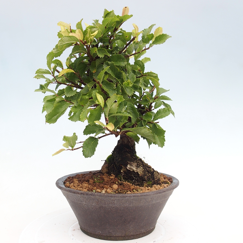 Bonsai voor buiten - Zelkova - Zelkova NIRE
