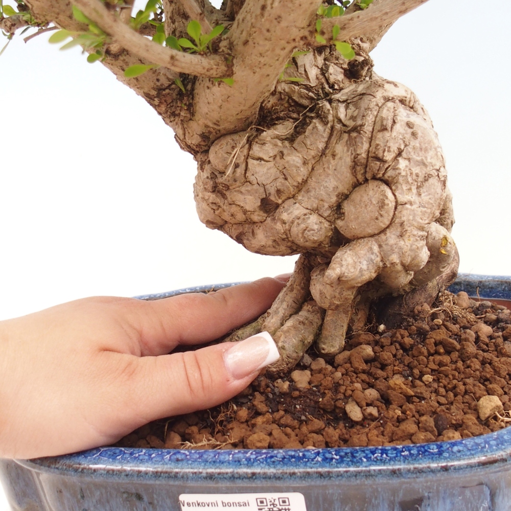 Bonsai voor buiten - Berberis coreana
