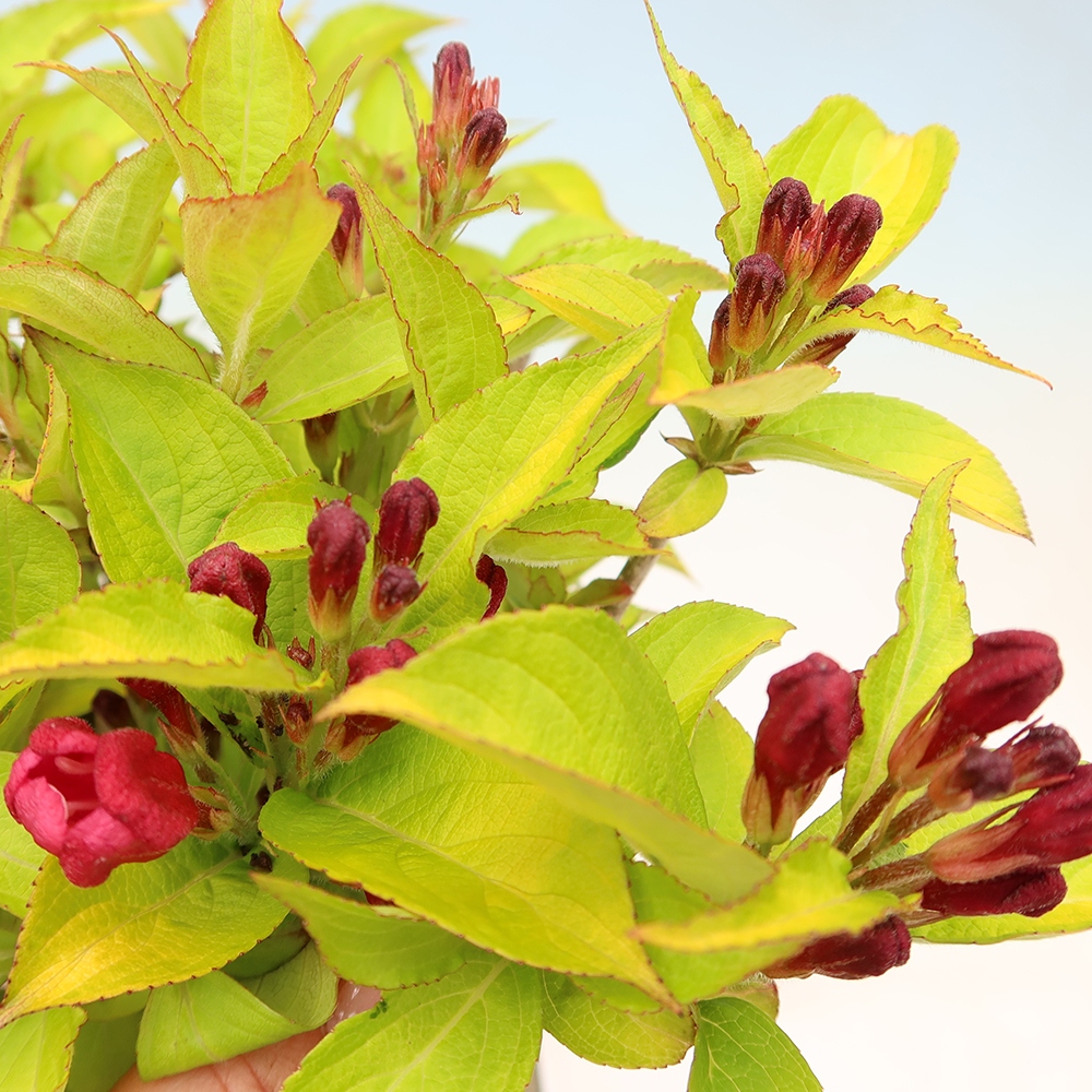 Buitenbonsai - Weigela subsessilis - Koreaanse weigela