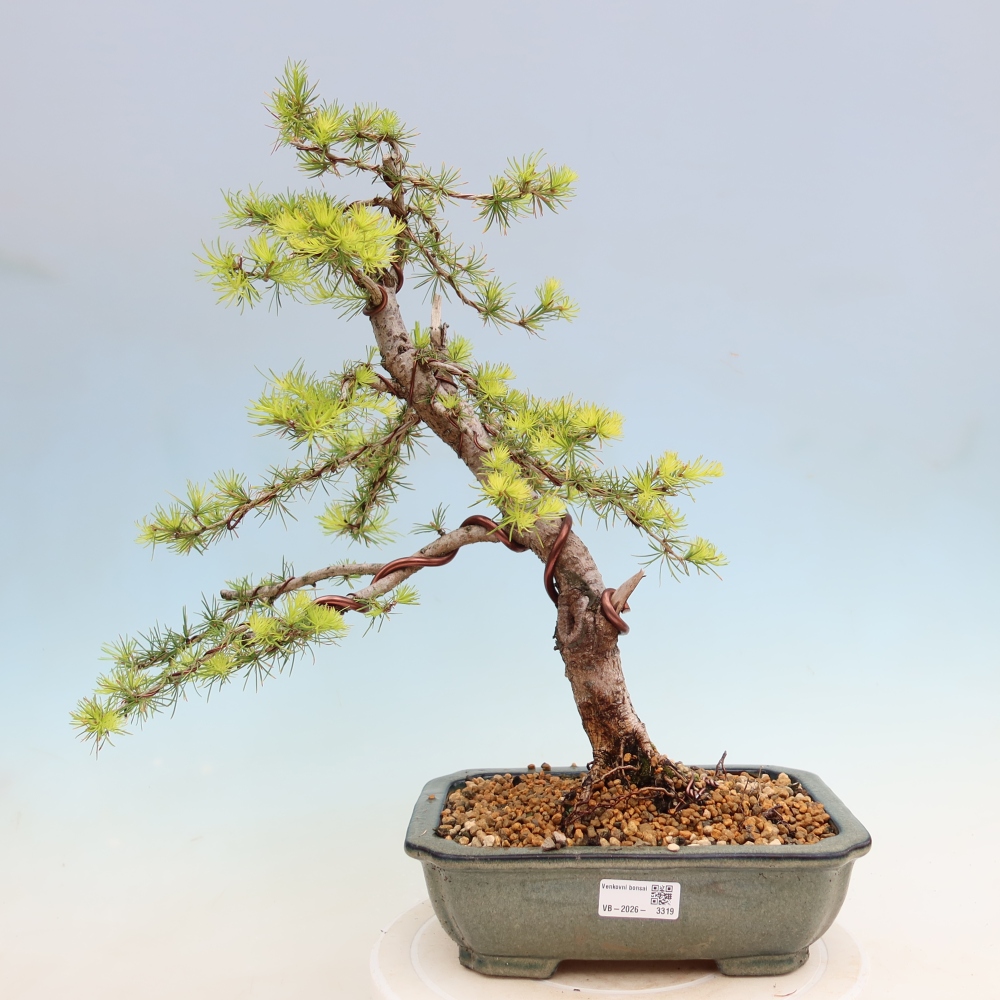 Bonsai voor buiten -Larix decidua - Lariks