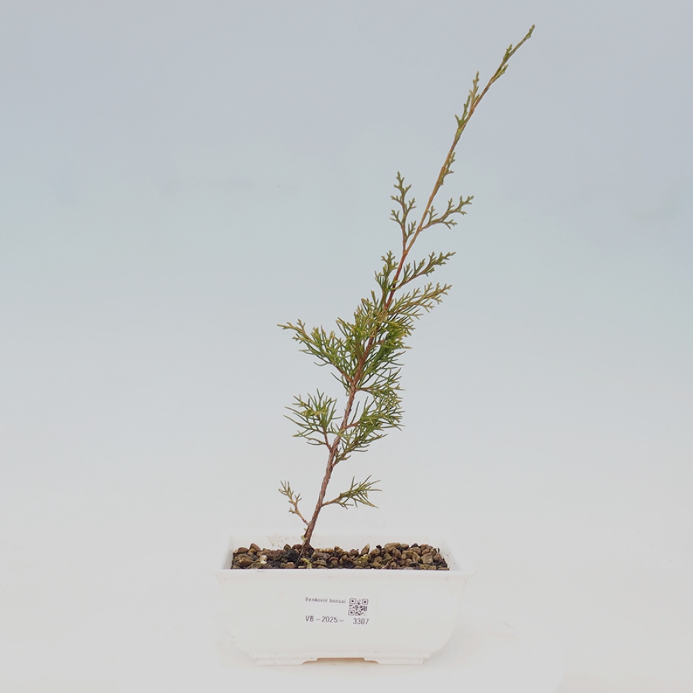 Bonsai voor buiten - Juniperus chinensis Itoigawa