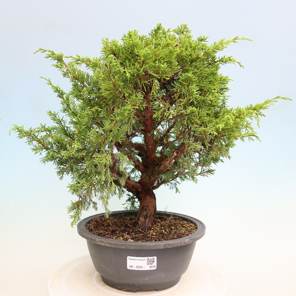 Bonsai voor buiten - Juniperus chinensis Itoigawa-Juniperus chinensis