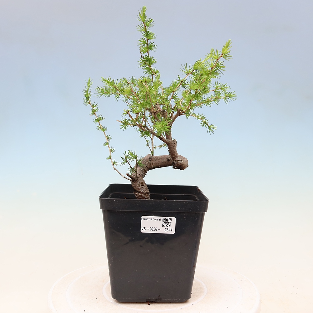 Bonsai voor buiten -Larix decidua - Lariks
