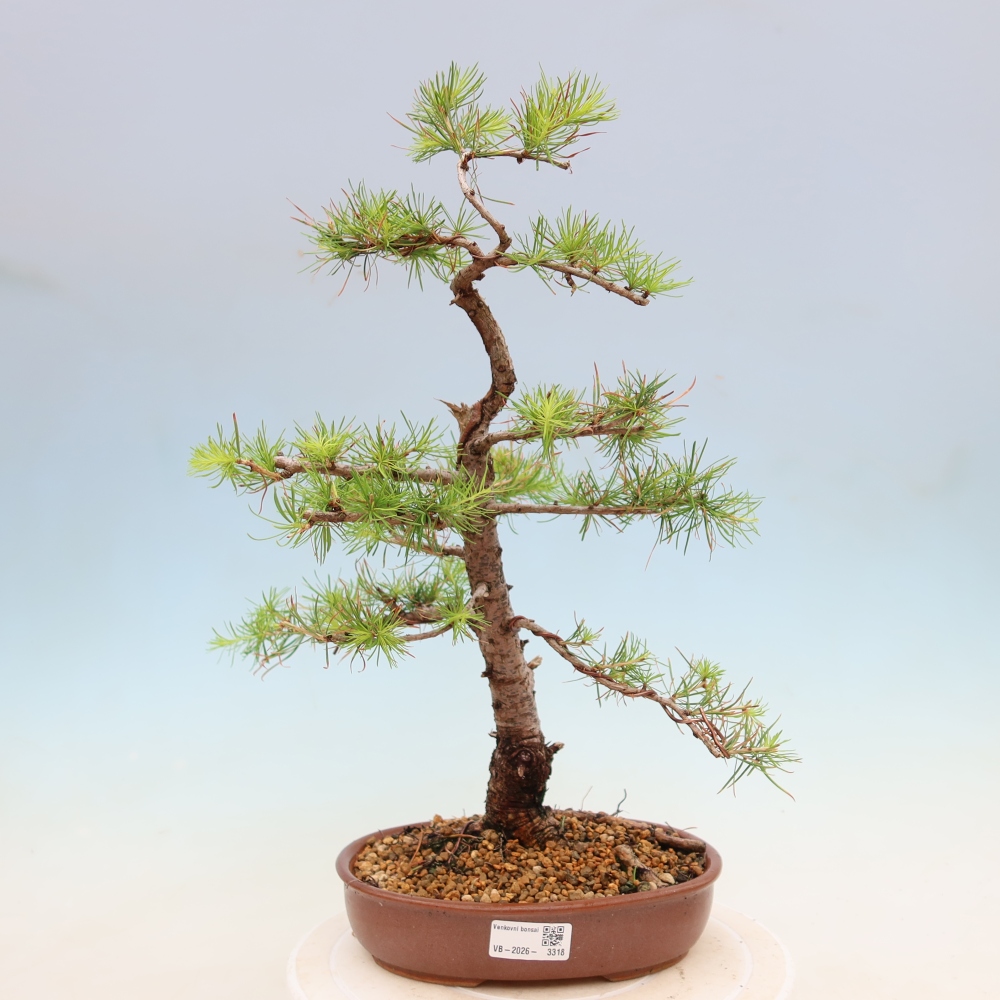 Bonsai voor buiten -Larix decidua - Lariks