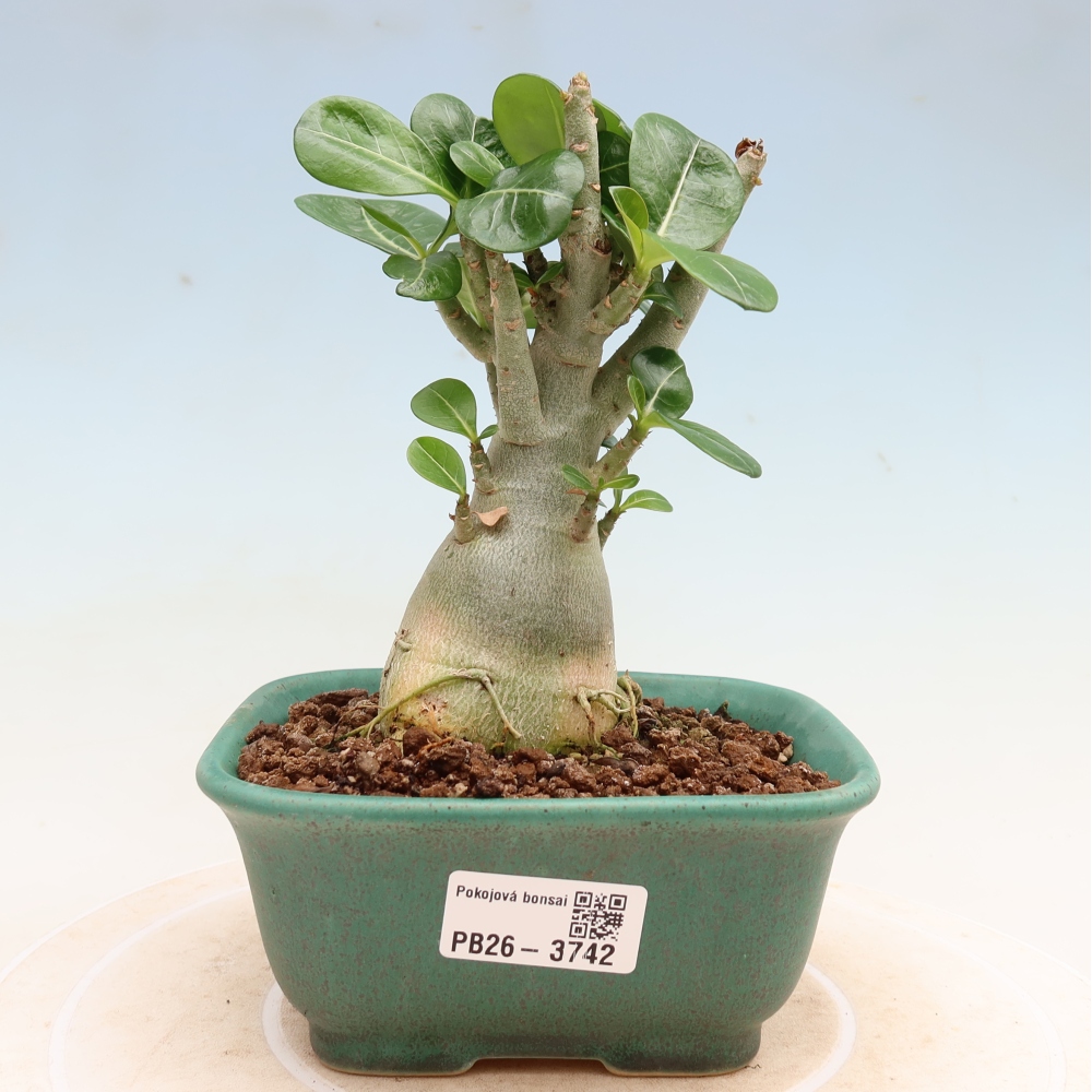 Kamerbonsai - Adenium obesum Red Star - Woestijnroos
