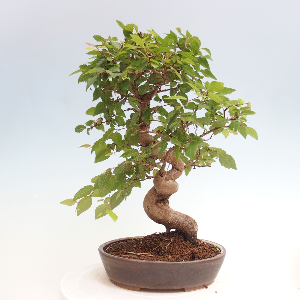 Bonsai voor buiten -Carpinus CARPINOIDES - Koreaanse haagbeuk