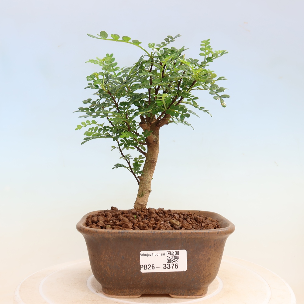 Kamerbonsai - Zantoxylum piperitum - peperboom
