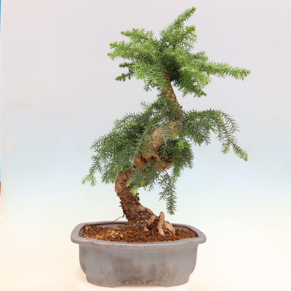 Kamerbonsai - Araucaria - kamer spar