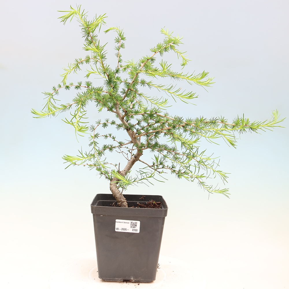 Bonsai voor buiten -Larix decidua - Lariks