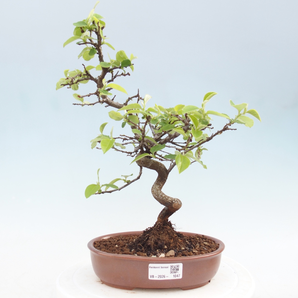 Bonsai voor buiten - Chaneomeles chinensis