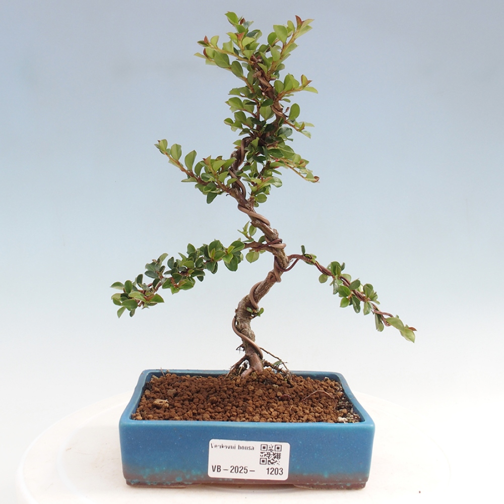 Bonsai-Cotoneaster horizontalis voor buiten - Rocky Mountain