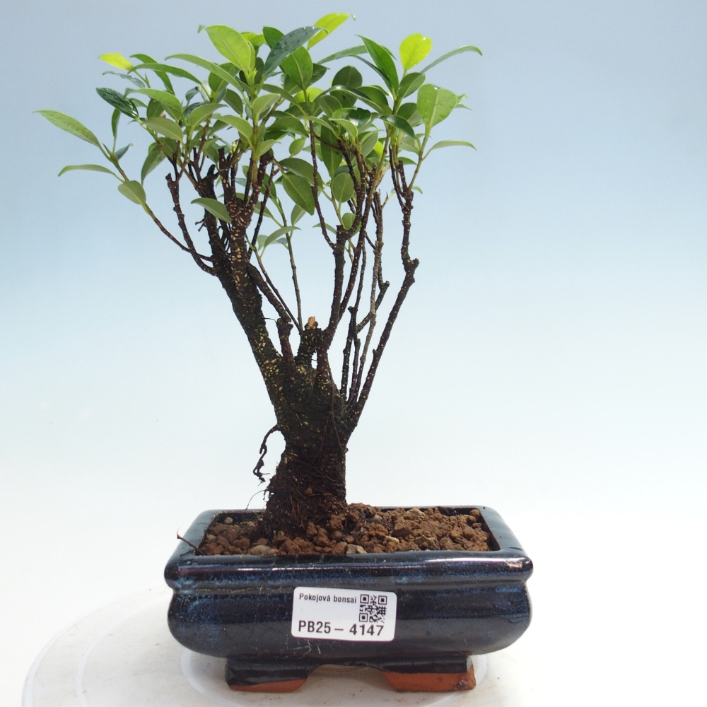 Kamerbonsai - Ficus retusa - kleinbladige ficus