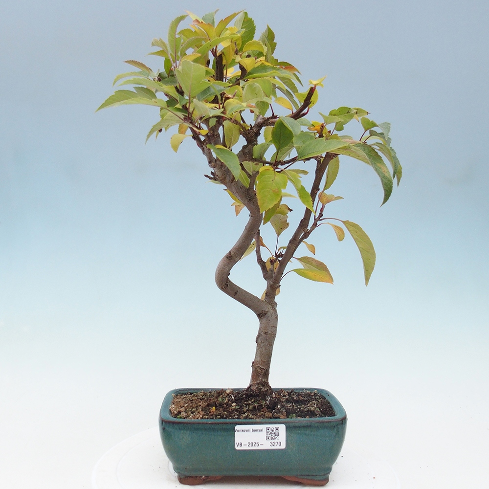 Bonsai voor buiten -Malus halliana - Appelboom met kleine vruchten