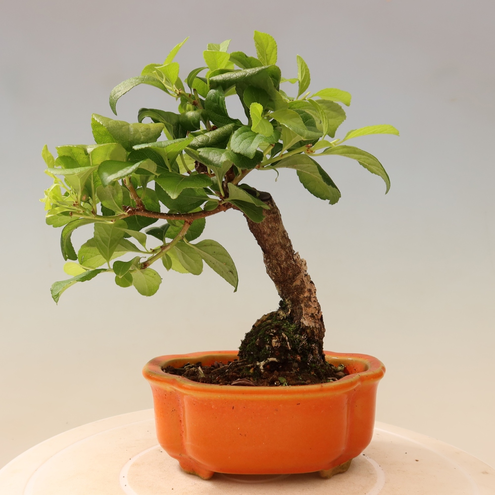 Bonsai voor buiten - Celastrus orbiculatus