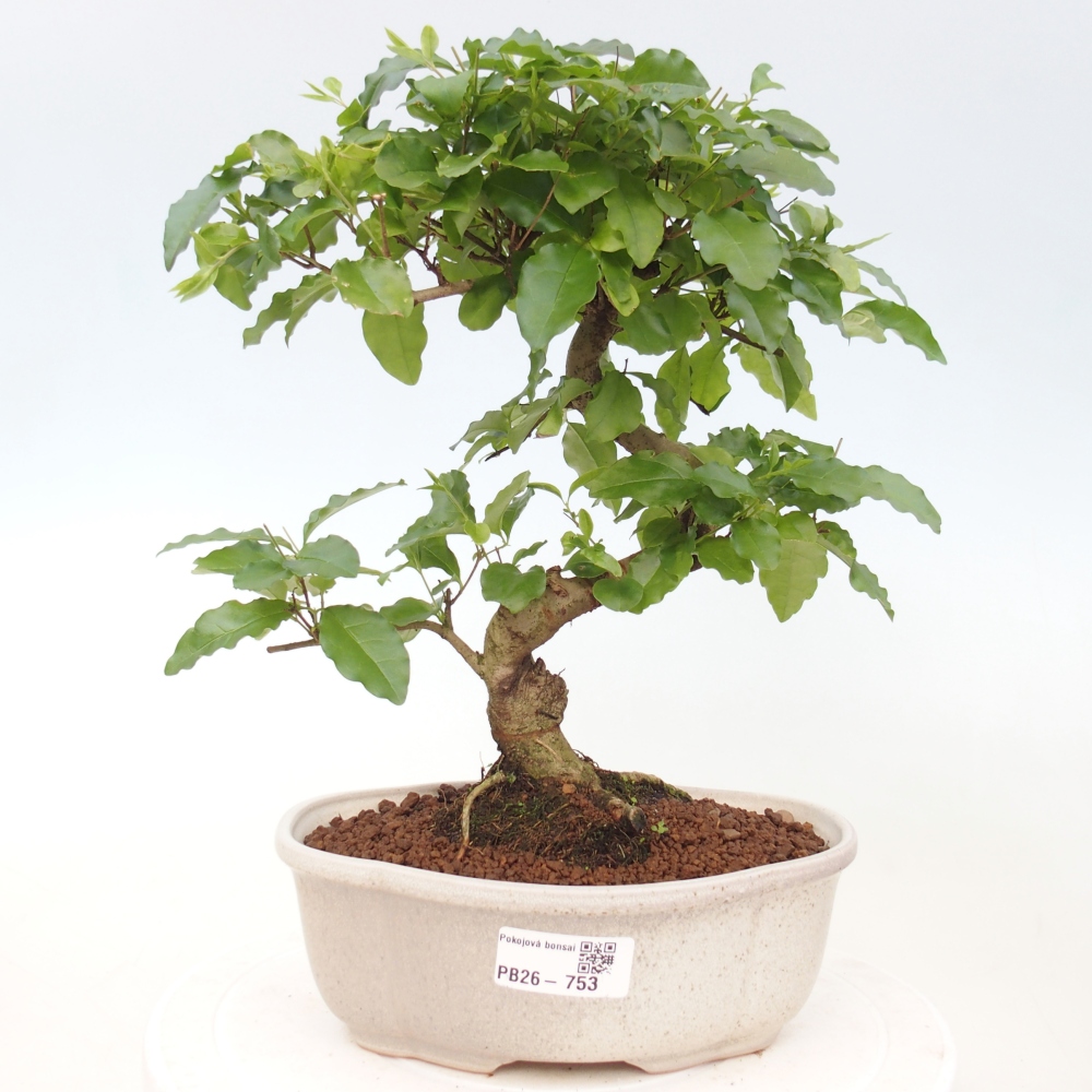 Kamerbonsai -Ligustrum chinensis - Vogelsnavel