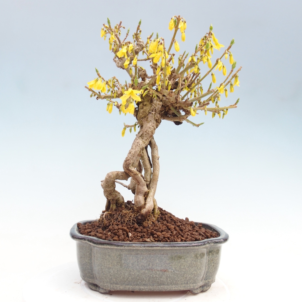 Bonsai voor buiten - Zlatice - Forsythia koreana