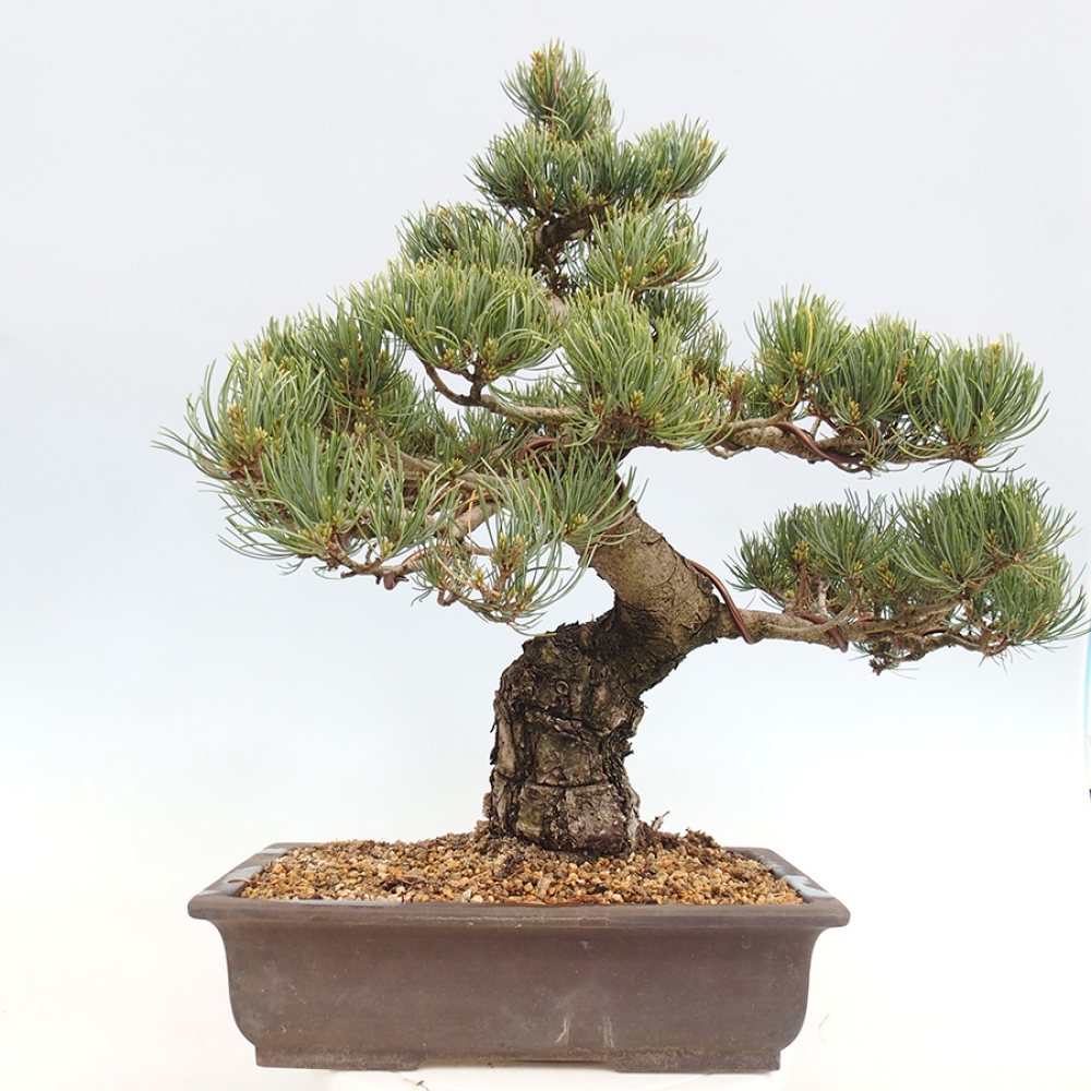 Bonsai voor buiten - Pinus parviflora - Pinus parviflora