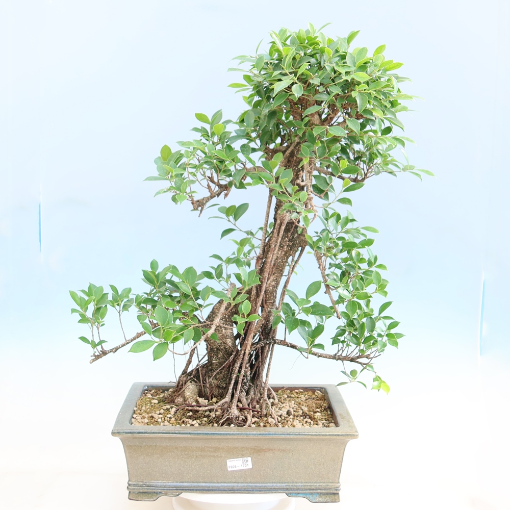Kamerbonsai - Ficus kimmen - kleinbladige ficus
