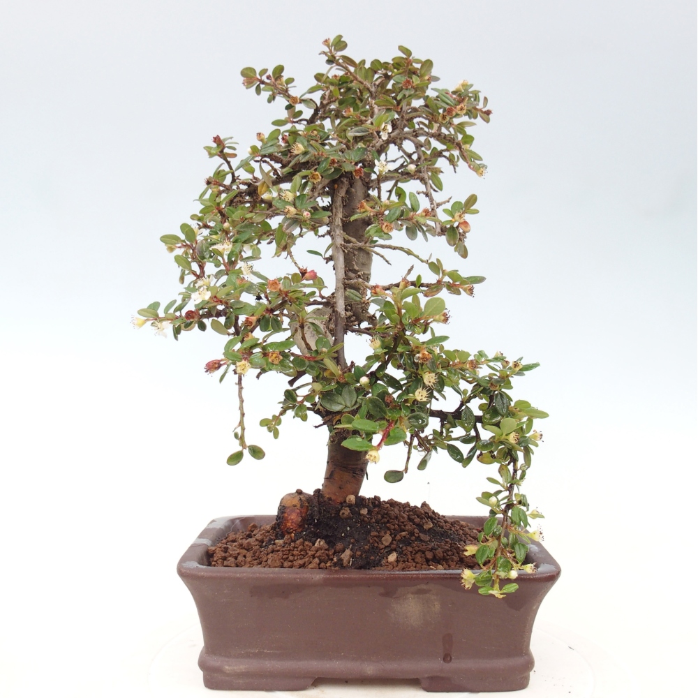 Buitenbonsai-Cotoneaster dammeri - Damer's Rock