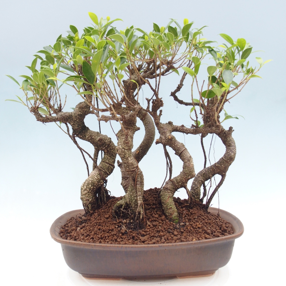 Kamerbonsai - Ficus kimmen - kleinbladige ficus