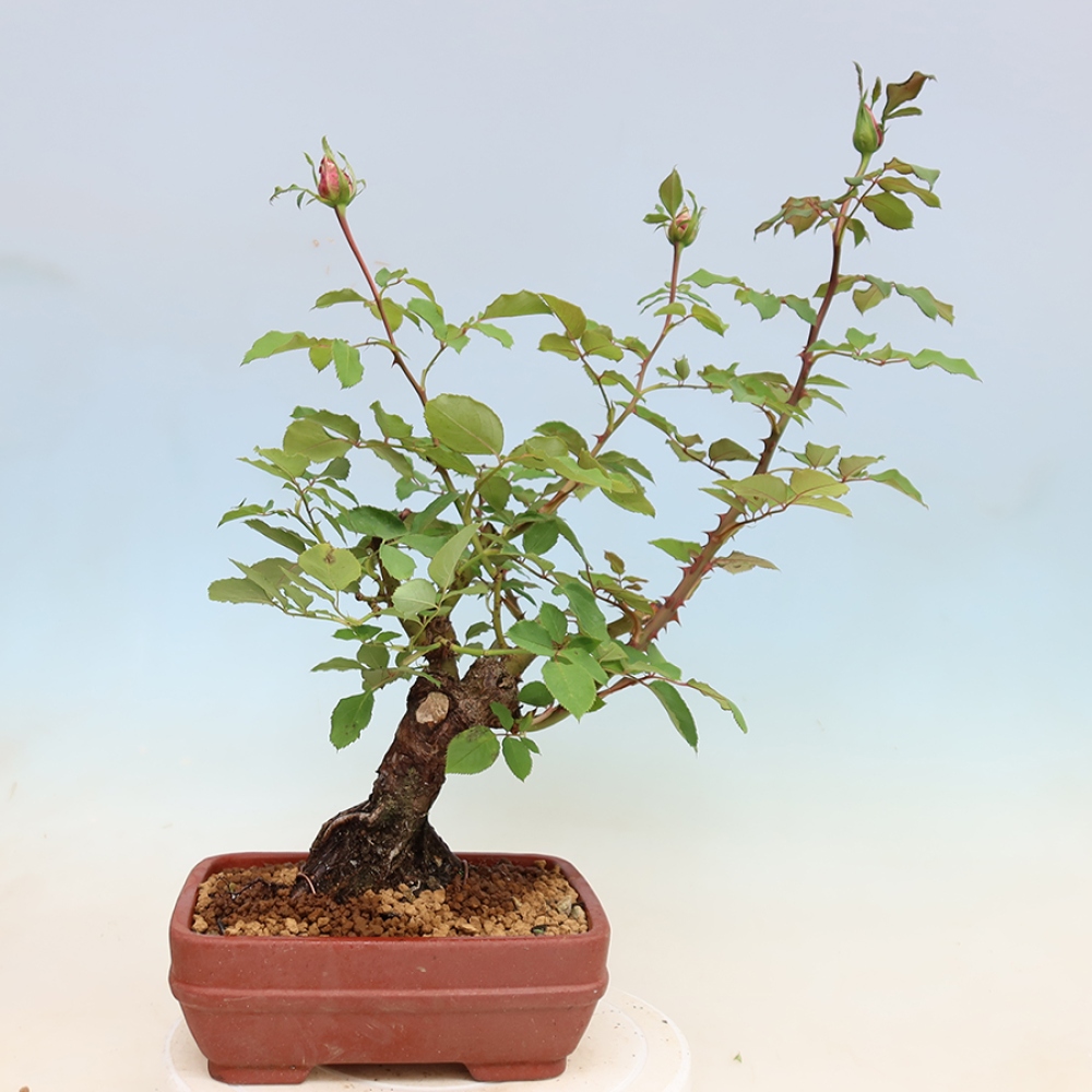 Bonsai voor buiten - Rosa Kordes - roos
