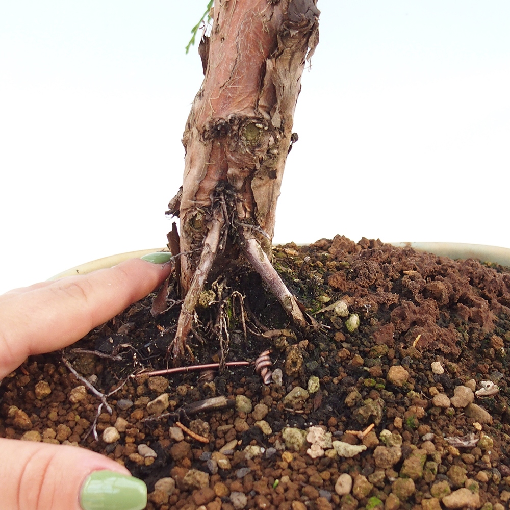 Bonsai voor buiten - Juniperus chinensis Kishu