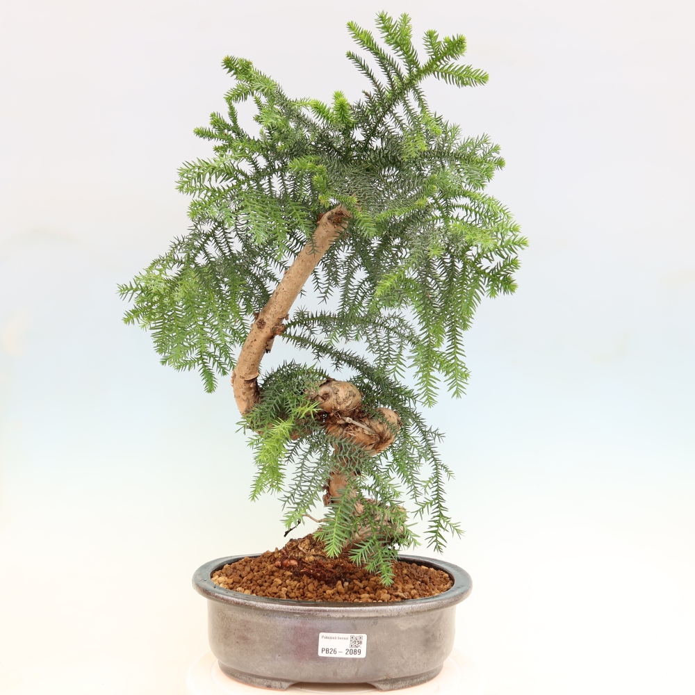 Kamerbonsai - Araucaria - kamer spar