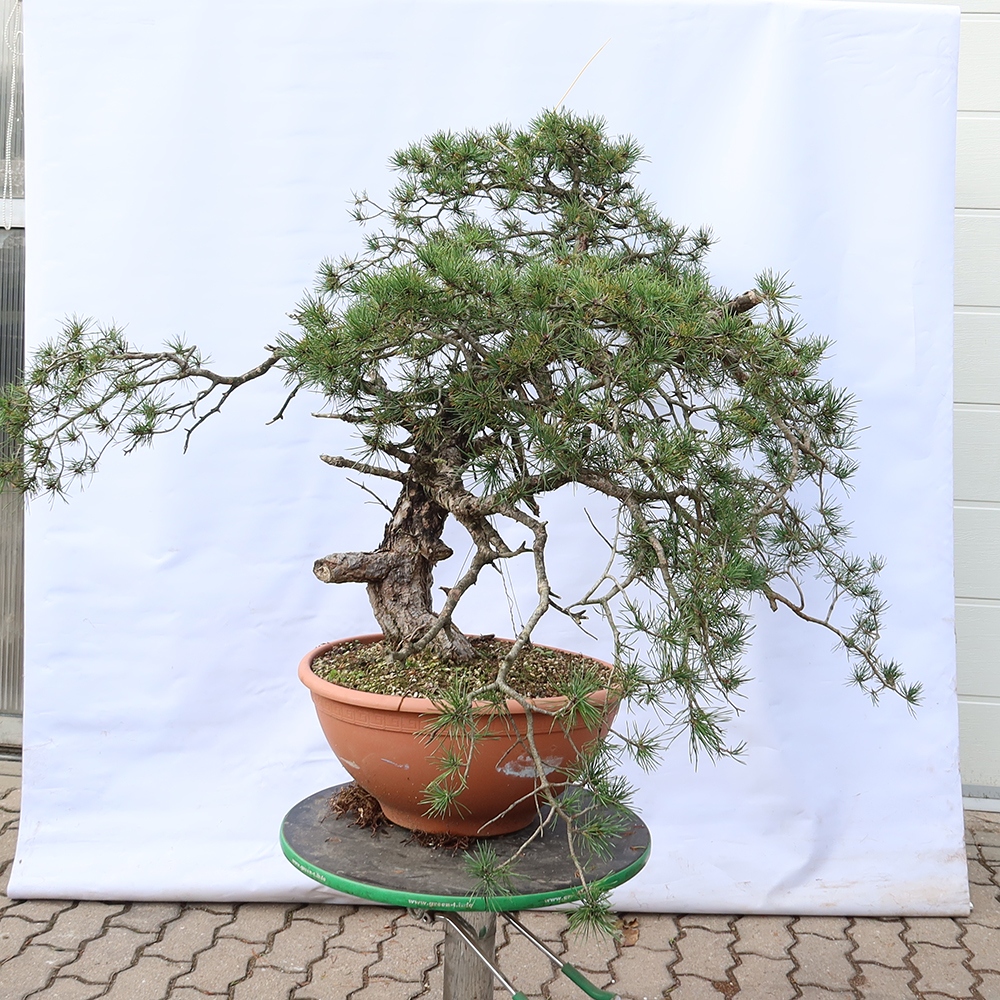 Pinus sylvestris Spanje - grove den