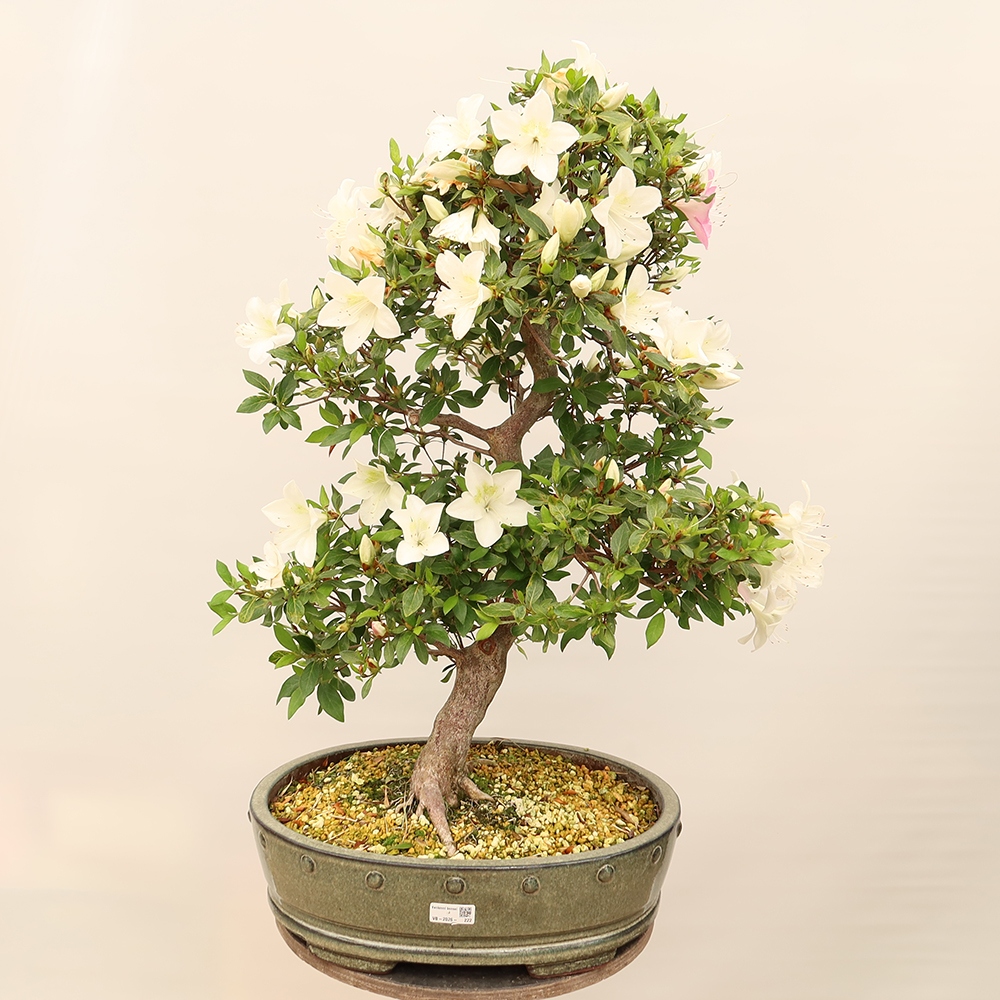 Bonsai voor buiten - Japanse Azalea - Azalea Hand