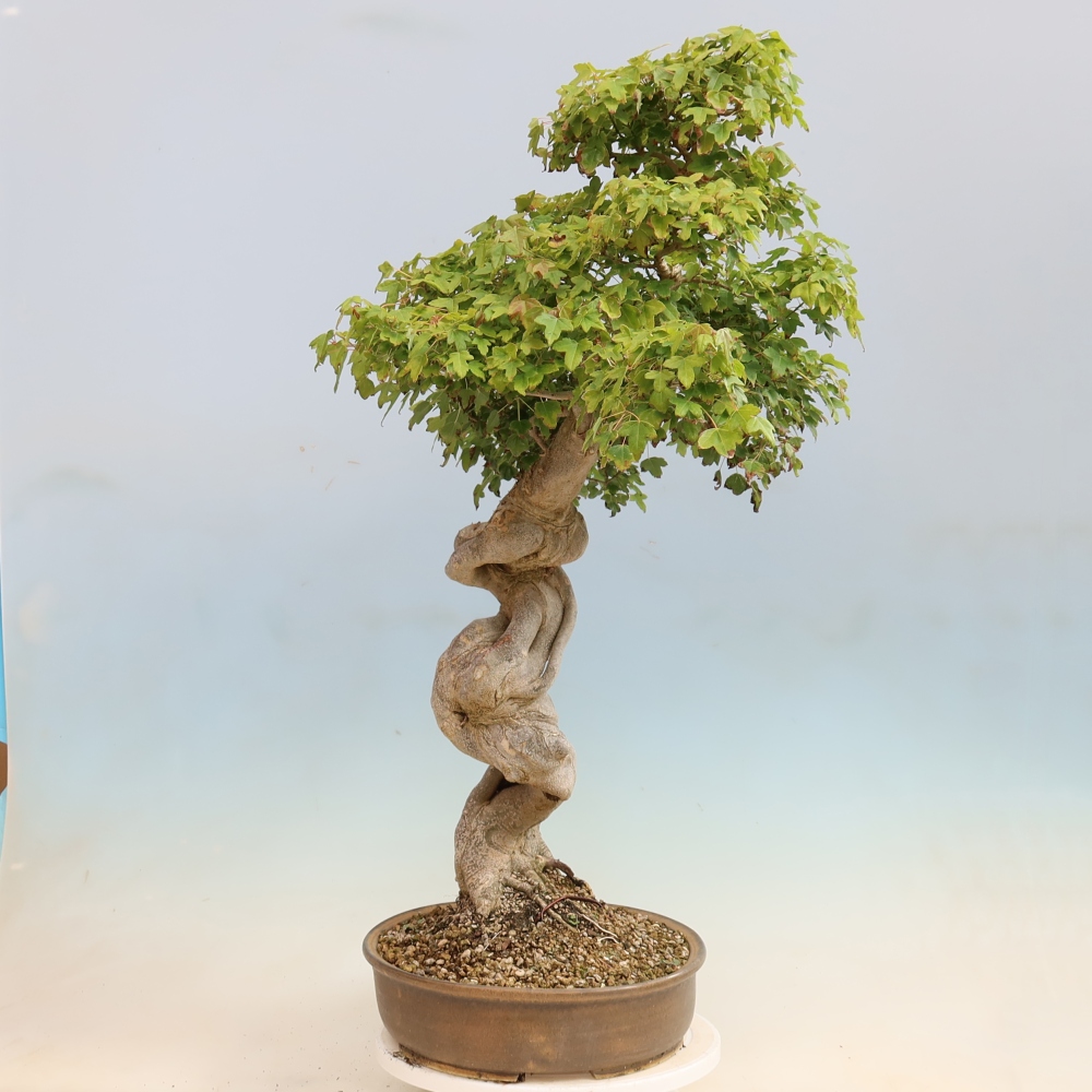 Bonsai voor buiten - Acer Buergerianum - Burgeresdoorn