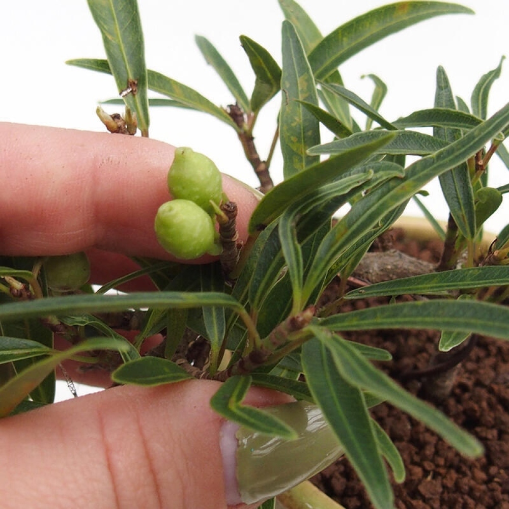 Kamerbonsai - Ficus nerifolia - kleinbladige ficus