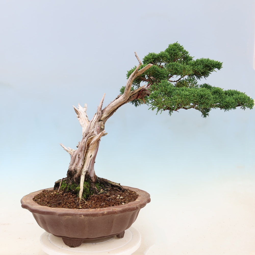 Bonsai voor buiten - Juniperus chinensis Kishu