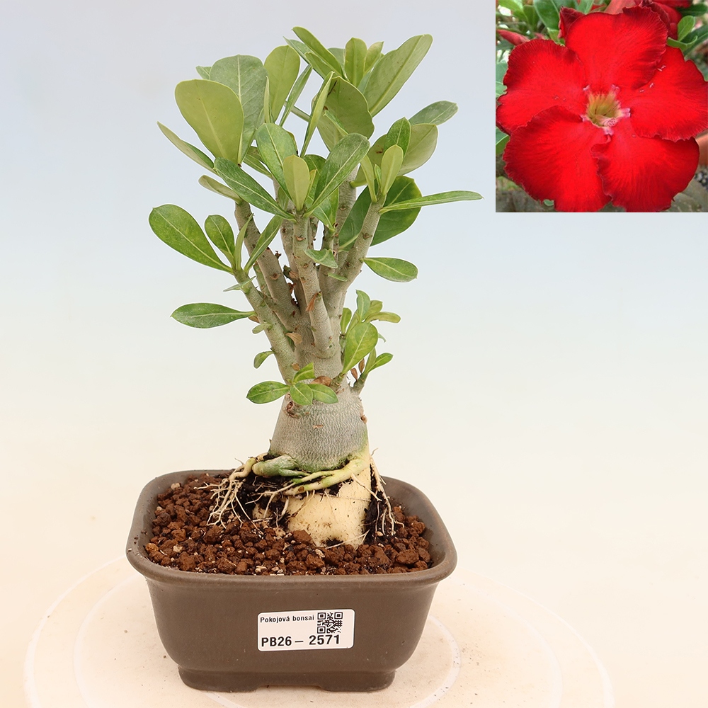 Kamerbonsai - Adenium obesum Red Star - Woestijnroos