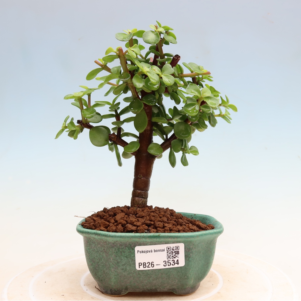 Kamerbonsai - Portulakaria Afra - Tlustice