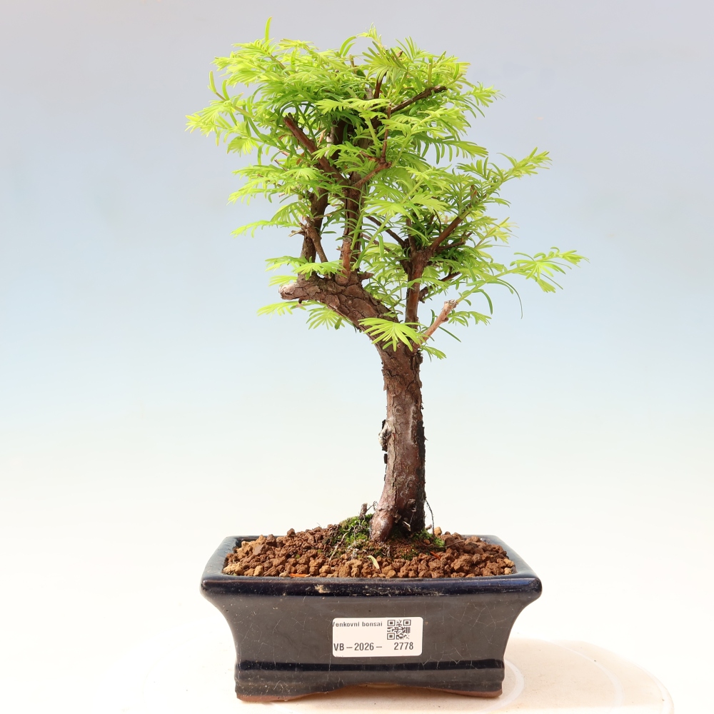 Bonsai voor buiten - Metasequoia glyptostroboides - Chinese Metasequoia