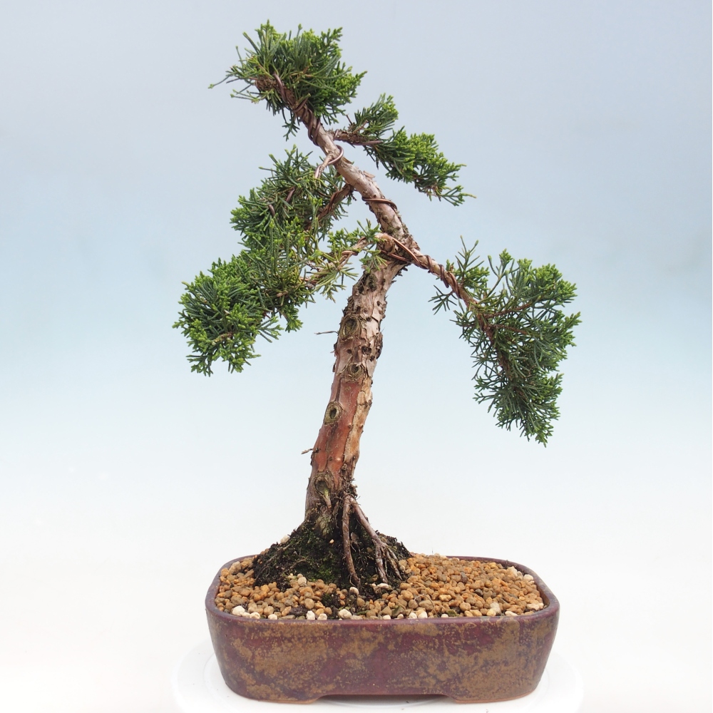 Bonsai voor buiten - Juniperus chinensis Kishu