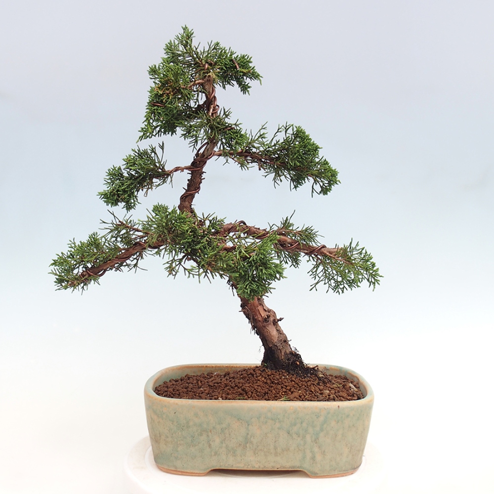 Bonsai voor buiten - Juniperus chinensis Kishu
