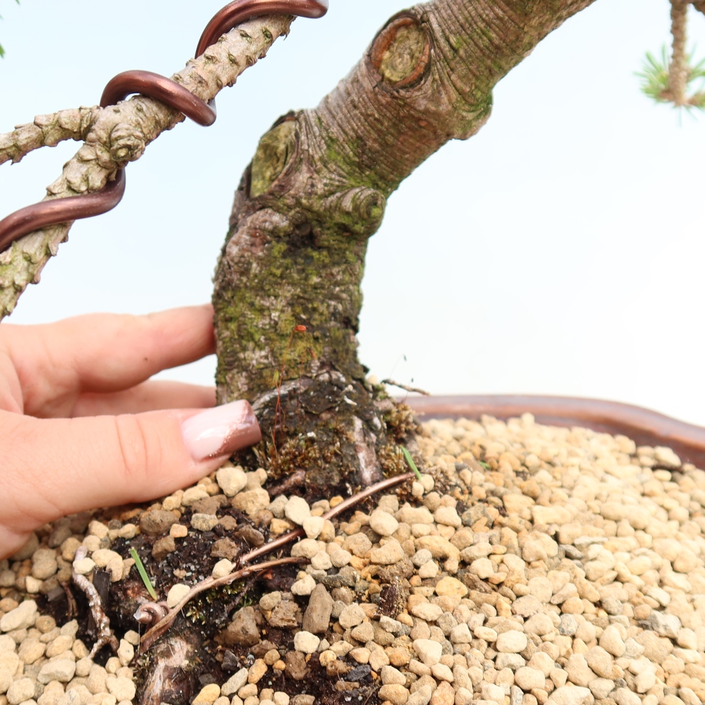 Bonsai voor buiten - Pinus mugo Humpy  - Bergden