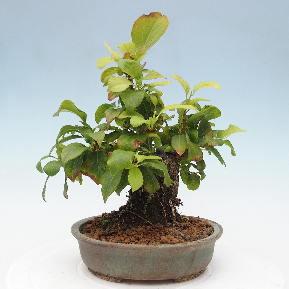 Bonsai voor buiten - Celastrus orbiculatus