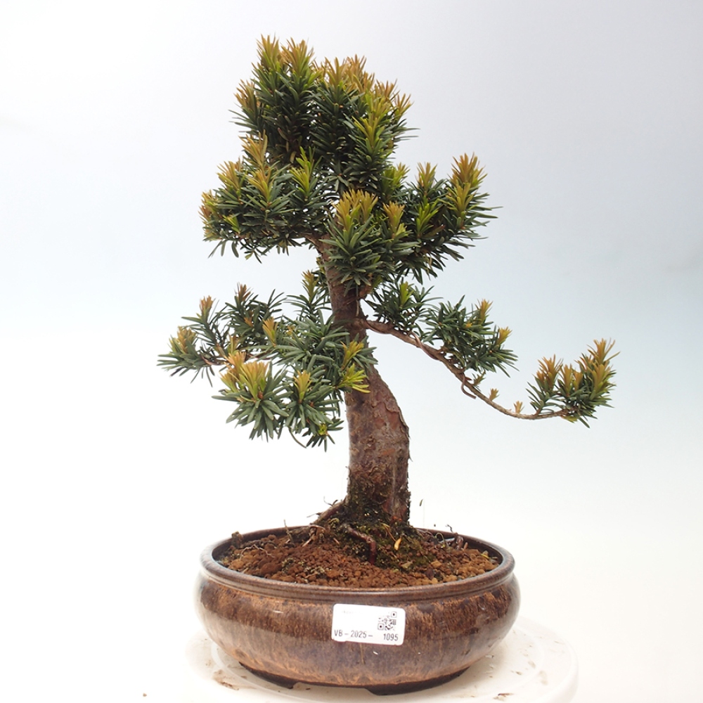 Bonsai voor buiten - Taxus cuspidata - Japanse Taxus