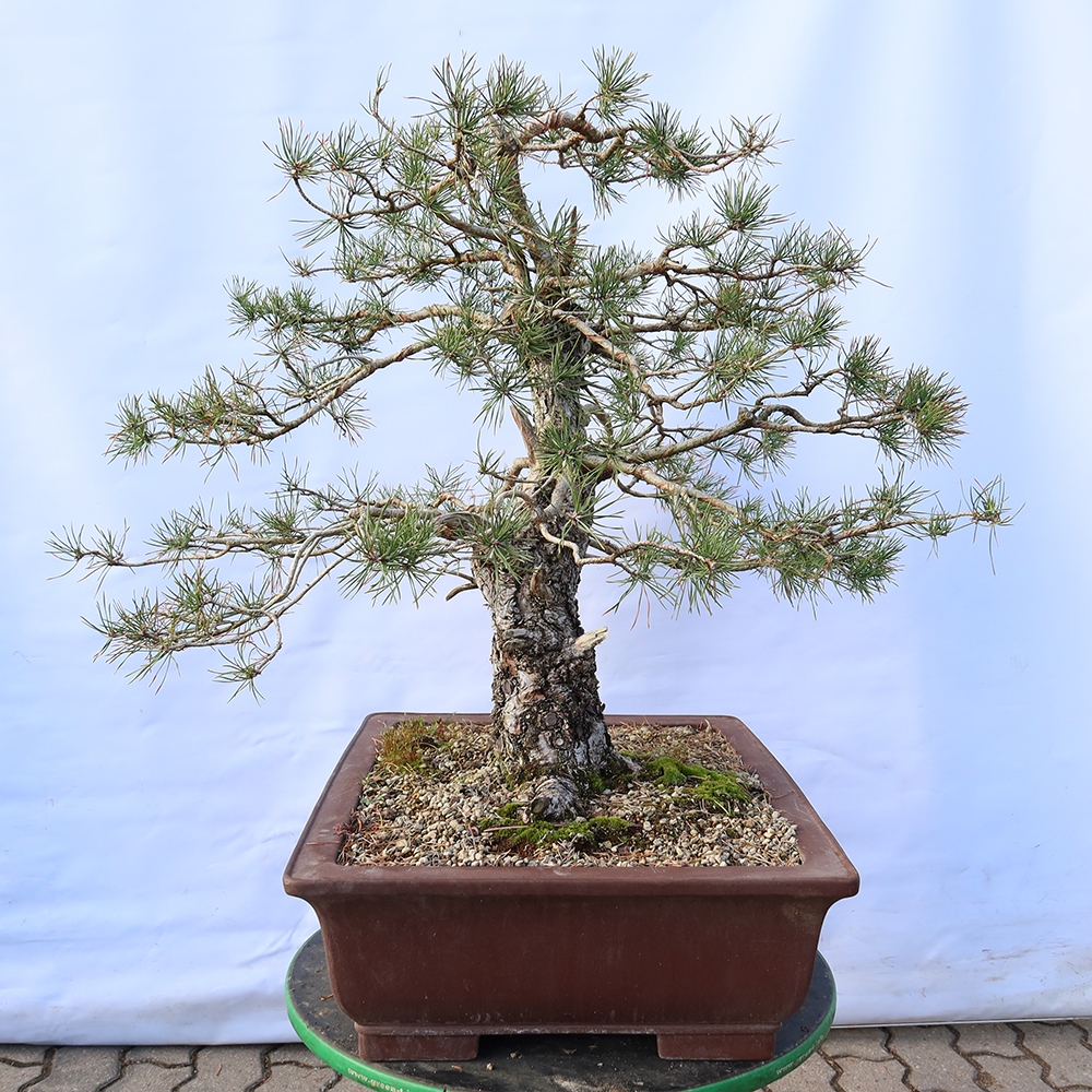 Pinus sylvestris Spanje - grove den
