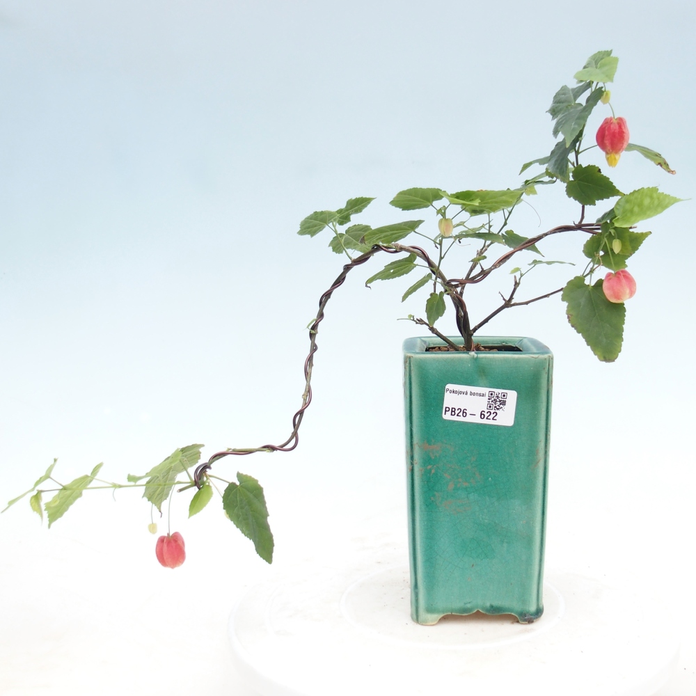 Bonsai voor binnen - Abutilon Big Bell - Cloudberry