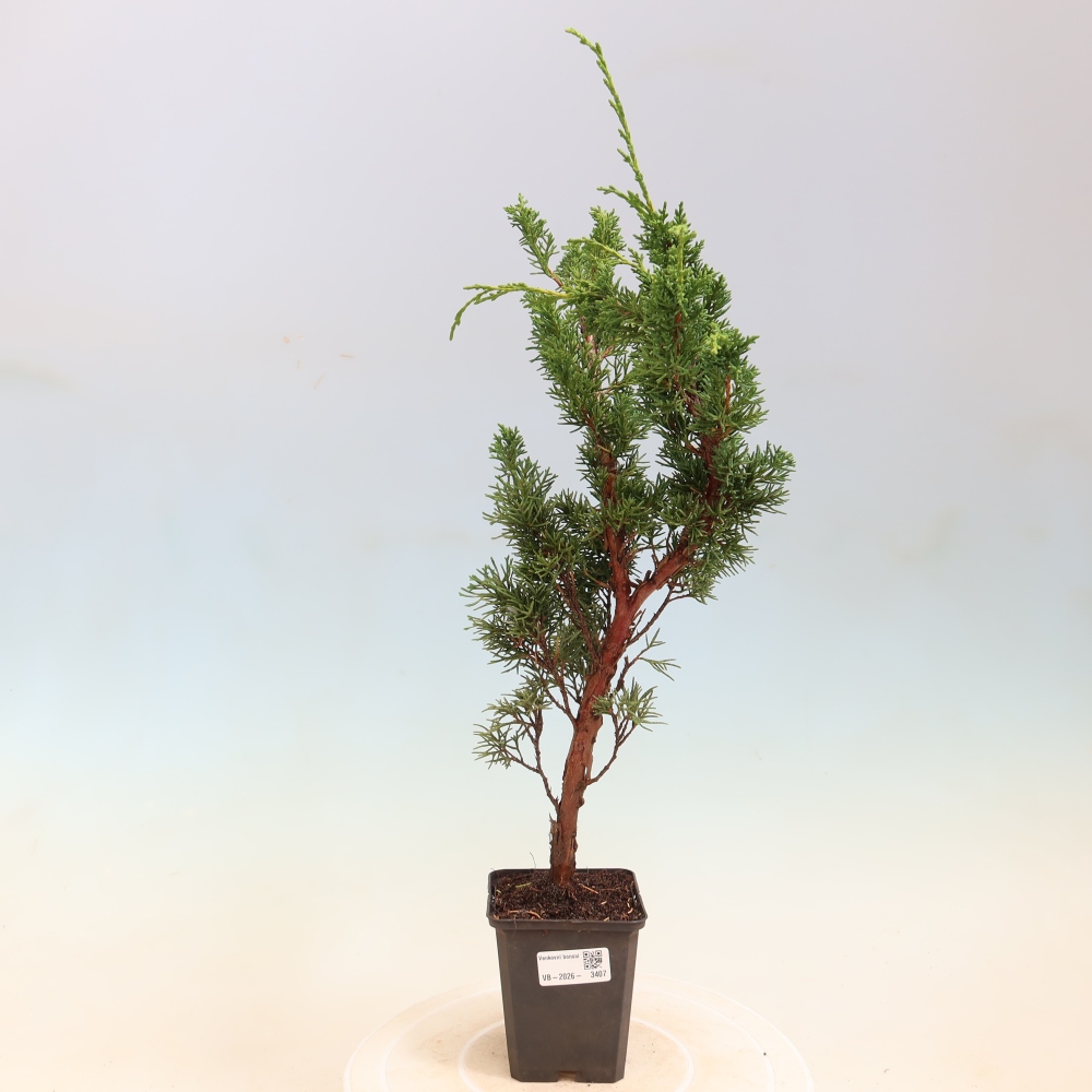 Bonsai voor buiten - Juniperus chinensis Kishu