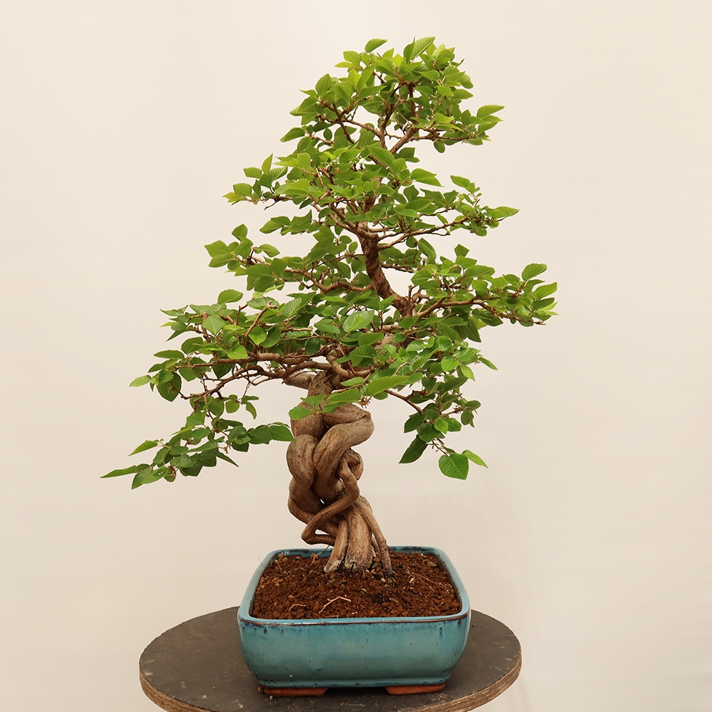 Bonsai voor buiten -Carpinus Coreana - Koreaanse haagbeuk
