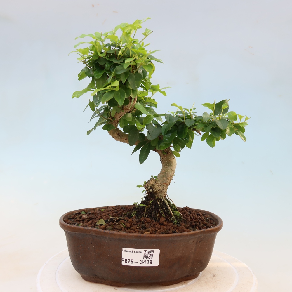 Kamerbonsai -Ligustrum chinensis - Vogelsnavel