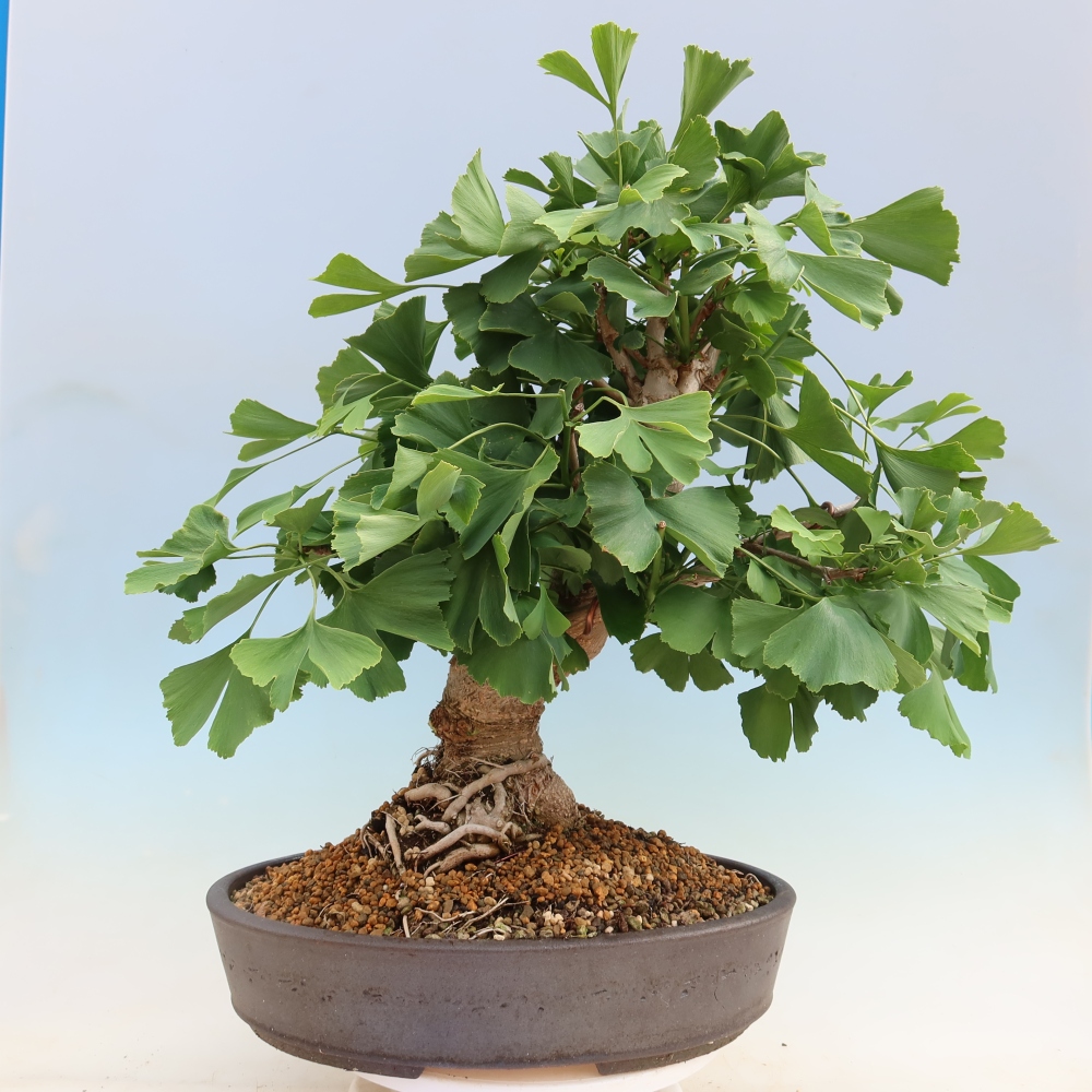 Bonsai voor buiten - Ginkgo biloba