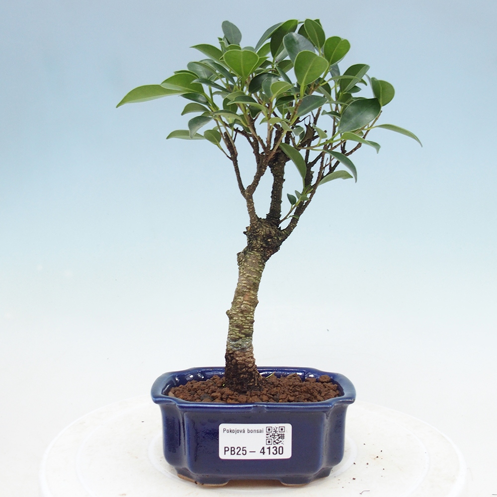 Kamer bonsai Ficus retusa kimmen